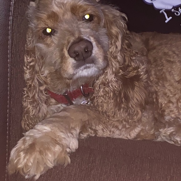 Meet your Posher, Ezekiel - Picture 1 of 1